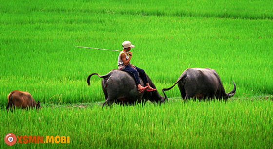 Giải mã giấc chiêm bao thấy con trâu