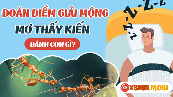 Mua con số nào đẹp khi chiêm bao thấy kiến?