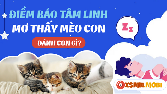 Ngủ mơ thấy mèo con đánh số mấy dễ trúng độc đắc?